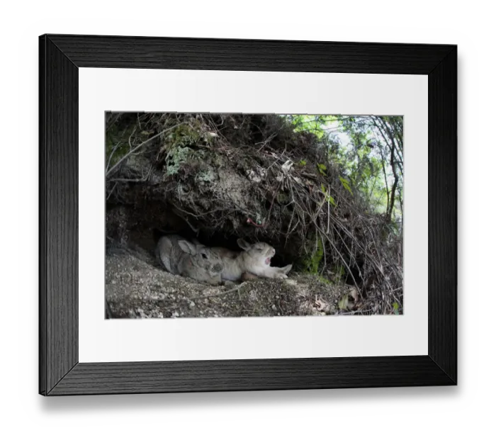 Framed Print : Feral domestic rabbit (Oryctolagus cuniculus) pair resting one yawning, Okunojima Island Framed Print : Feral domestic rabbit (Oryctolagus cuniculus) pair resting one yawning, Okunojima Island