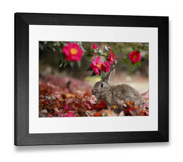 Framed Print : Feral domestic rabbit (Oryctolagus cuniculus) feeding on flowers, Okunojima Island Framed Print : Feral domestic rabbit (Oryctolagus cuniculus) feeding on flowers, Okunojima Island
