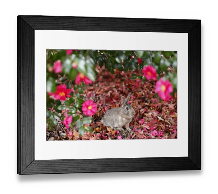 Framed Print : Feral domestic rabbit (Oryctolagus cuniculus) female among flowers, Okunojima Island Framed Print : Feral domestic rabbit (Oryctolagus cuniculus) female among flowers, Okunojima Island