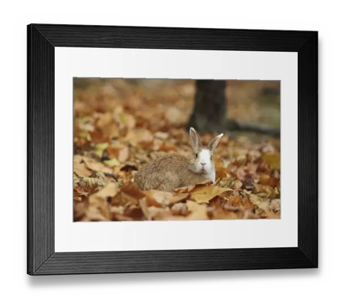 Framed Print : Feral domestic rabbit (Oryctolagus cuniculus) among dead leaves, Okunojima Island Framed Print : Feral domestic rabbit (Oryctolagus cuniculus) among dead leaves, Okunojima Island