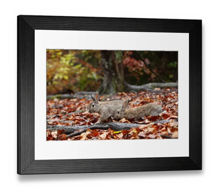 Framed Print : Feral domestic rabbits (Oryctolagus cuniculus) walking among fallen autumn leaves Framed Print : Feral domestic rabbits (Oryctolagus cuniculus) walking among fallen autumn leaves
