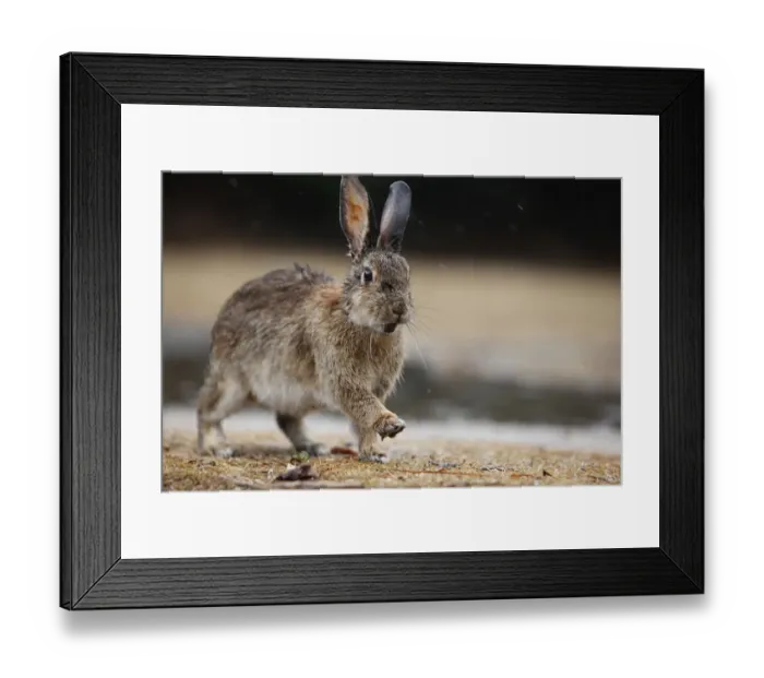 Framed Print : Feral domestic rabbit (Oryctolagus cuniculus) with wet fur, Okunojima Island, also Framed Print : Feral domestic rabbit (Oryctolagus cuniculus) with wet fur, Okunojima Island, also