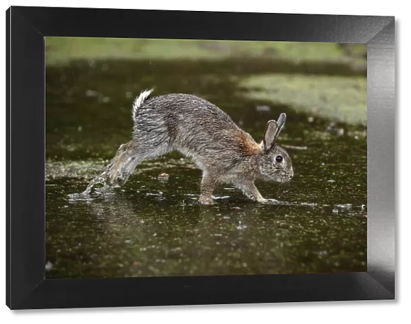 Feral domestic rabbit (Oryctolagus cuniculus) with wet fur running through puddle