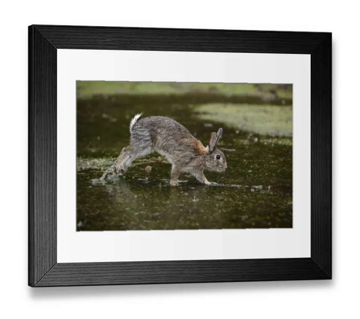 Framed Print : Feral domestic rabbit (Oryctolagus cuniculus) with wet fur running through puddle Framed Print : Feral domestic rabbit (Oryctolagus cuniculus) with wet fur running through puddle