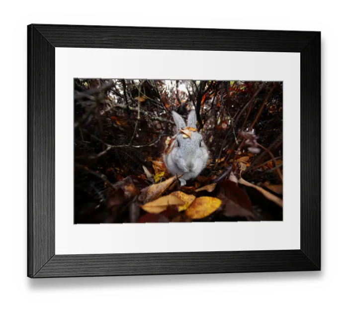 Framed Print : Feral domestic rabbit (Oryctolagus cuniculus) walking through autumn leaves, Okunojima Island Framed Print : Feral domestic rabbit (Oryctolagus cuniculus) walking through autumn leaves, Okunojima Island