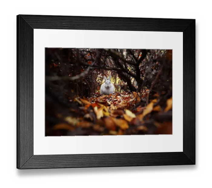 Framed Print : Feral domestic rabbit (Oryctolagus cuniculus) amongst autumn leaves, Okunojima Island Framed Print : Feral domestic rabbit (Oryctolagus cuniculus) amongst autumn leaves, Okunojima Island