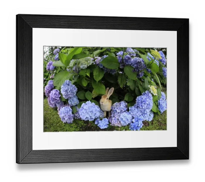 Framed Print : Feral domestic rabbit (Oryctolagus cuniculus) in hydrangea, fisheye view, Okunojima Island Framed Print : Feral domestic rabbit (Oryctolagus cuniculus) in hydrangea, fisheye view, Okunojima Island