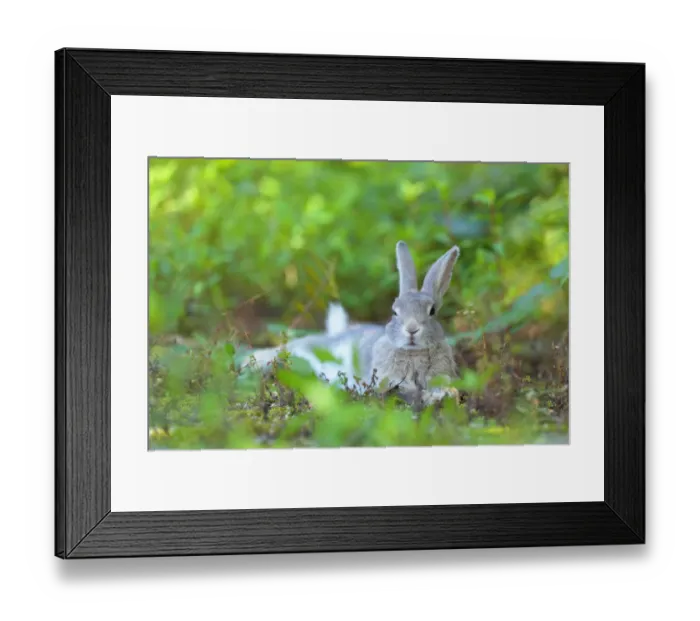 Framed Print : Feral domestic rabbit (Oryctolagus cuniculus) resting, Okunojima Island, also known Framed Print : Feral domestic rabbit (Oryctolagus cuniculus) resting, Okunojima Island, also known