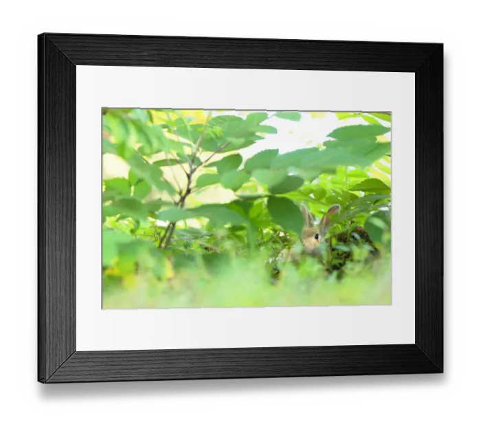 Framed Print : Feral domestic rabbit (Oryctolagus cuniculus) resting in vegetation, Okunojima Island