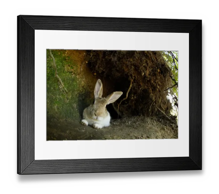 Framed Print : Feral domestic rabbit (Oryctolagus cuniculus) resting by burrow, Okunojima Island Framed Print : Feral domestic rabbit (Oryctolagus cuniculus) resting by burrow, Okunojima Island