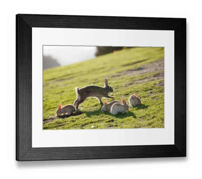 Framed Print : Feral domestic rabbit (Oryctolagus cuniculus) mother with babies eating grass, Okunojima Island Framed Print : Feral domestic rabbit (Oryctolagus cuniculus) mother with babies eating grass, Okunojima Island