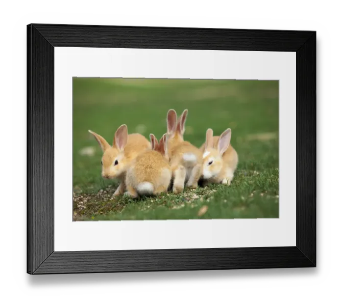Framed Print : Feral domestic rabbit (Oryctolagus cuniculus) babies, Okunojima Island, also known as Rabbit Island Framed Print : Feral domestic rabbit (Oryctolagus cuniculus) babies, Okunojima Island, also known as Rabbit Island