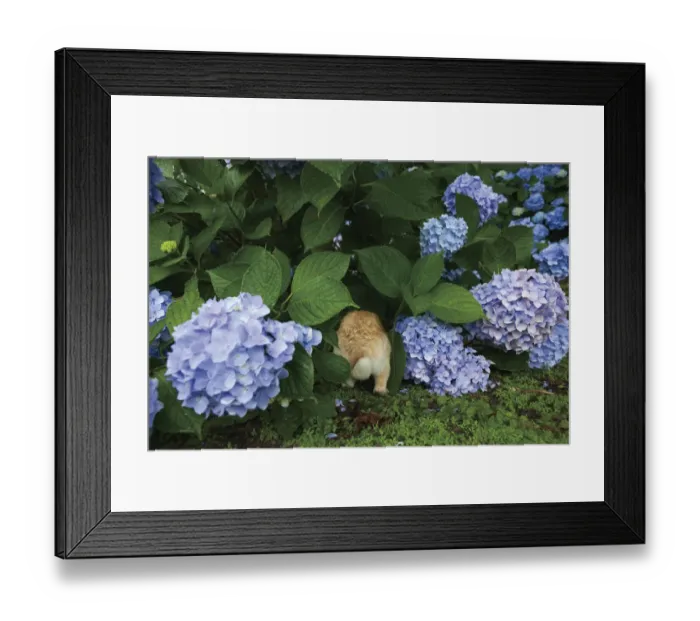Framed Print : Feral domestic rabbit (Oryctolagus cuniculus) running under hydrangea bush. Okunojima Island Framed Print : Feral domestic rabbit (Oryctolagus cuniculus) running under hydrangea bush. Okunojima Island