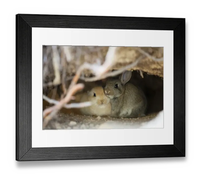 Framed Print : Feral domestic rabbit (Oryctolagus cuniculus) babies in burrow, Okunojima Island Framed Print : Feral domestic rabbit (Oryctolagus cuniculus) babies in burrow, Okunojima Island