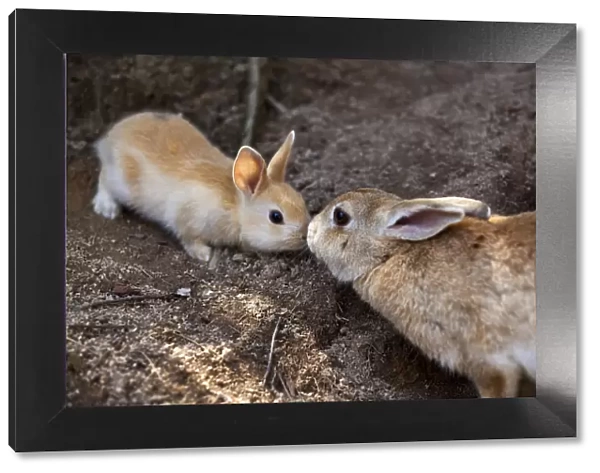 Feral domestic rabbit (Oryctolagus cuniculus) mother and baby nose to nose, Okunojima Island