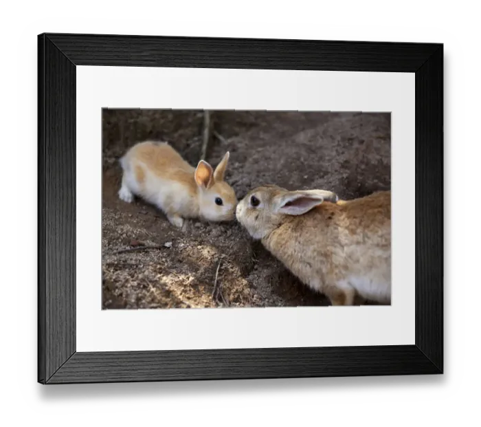 Framed Print : Feral domestic rabbit (Oryctolagus cuniculus) mother and baby nose to nose, Okunojima Island