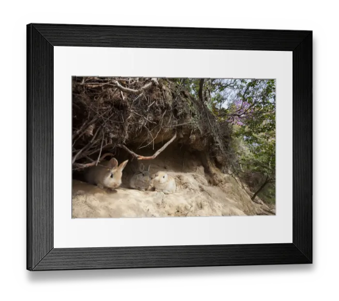 Framed Print : Feral domestic rabbit (Oryctolagus cuniculus) babies outside burrow Okunojima Island Framed Print : Feral domestic rabbit (Oryctolagus cuniculus) babies outside burrow Okunojima Island