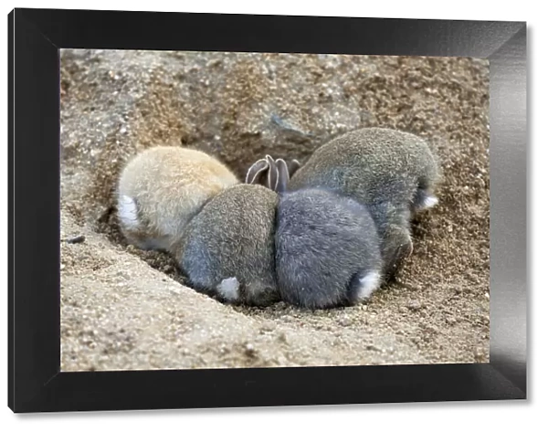 Feral domestic rabbit (Oryctolagus cuniculus) babies, rear view, Okunojima Island