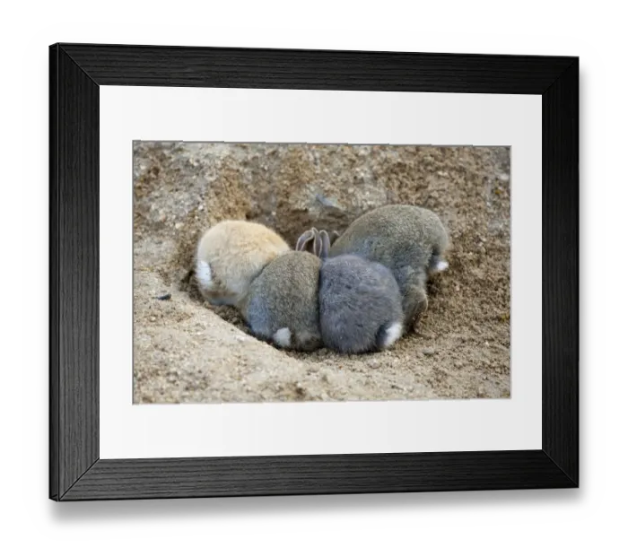 Framed Print : Feral domestic rabbit (Oryctolagus cuniculus) babies, rear view, Okunojima Island Framed Print : Feral domestic rabbit (Oryctolagus cuniculus) babies, rear view, Okunojima Island