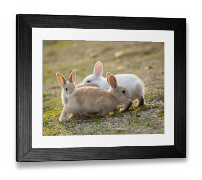 Framed Print : Feral domestic rabbit (Oryctolagus cuniculus) babies chasing each other, Okunojima Island Framed Print : Feral domestic rabbit (Oryctolagus cuniculus) babies chasing each other, Okunojima Island