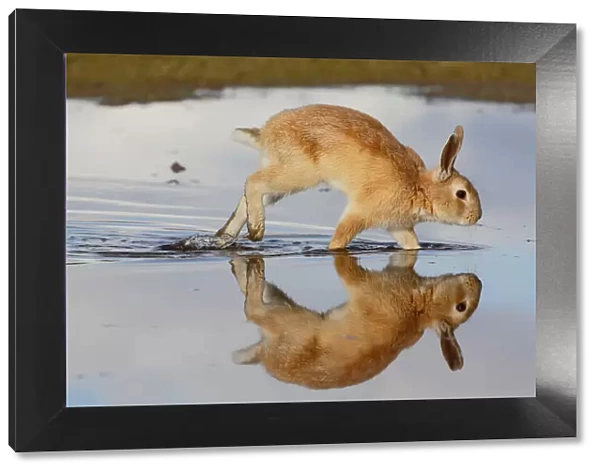 Feral domestic rabbit (Oryctolagus cuniculus) running in puddle and reflected. Okunojima Island