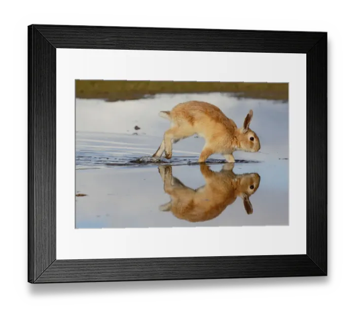 Framed Print : Feral domestic rabbit (Oryctolagus cuniculus) running in puddle and reflected. Okunojima Island Framed Print : Feral domestic rabbit (Oryctolagus cuniculus) running in puddle and reflected. Okunojima Island