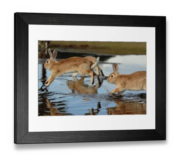 Framed Print : Feral domestic rabbit (Oryctolagus cuniculus) running in puddle, Okunojima Island Framed Print : Feral domestic rabbit (Oryctolagus cuniculus) running in puddle, Okunojima Island