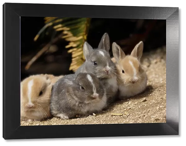 Feral domestic rabbit (Oryctolagus cuniculus) group of four babies resting, Okunojima Island