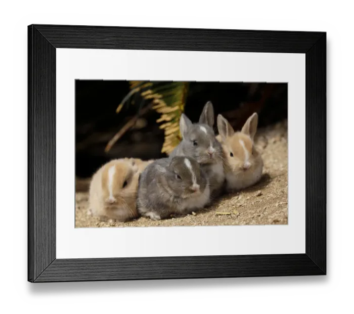 Framed Print : Feral domestic rabbit (Oryctolagus cuniculus) group of four babies resting, Okunojima Island Framed Print : Feral domestic rabbit (Oryctolagus cuniculus) group of four babies resting, Okunojima Island