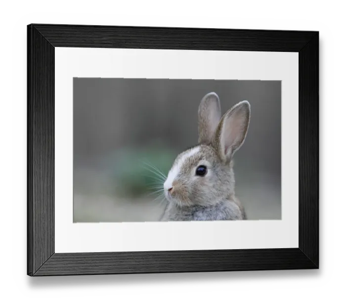 Framed Print : Feral domestic rabbit (Oryctolagus cuniculus) portrait, Okunojima Island, also known