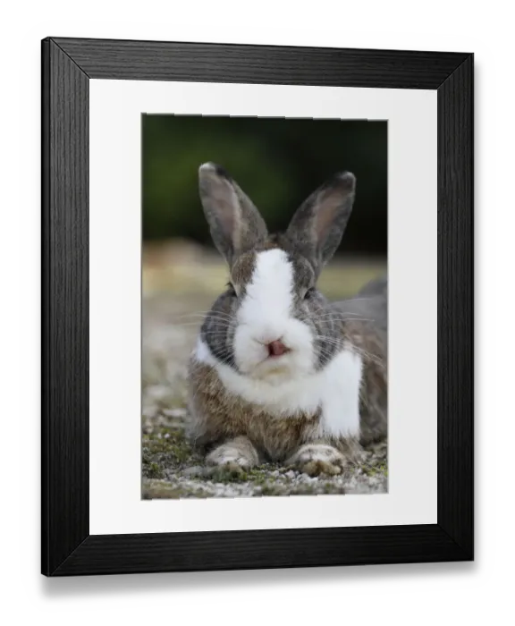 Framed Print : Feral domestic rabbit (Oryctolagus cuniculus) licking nose, Okunojima Island, also Framed Print : Feral domestic rabbit (Oryctolagus cuniculus) licking nose, Okunojima Island, also