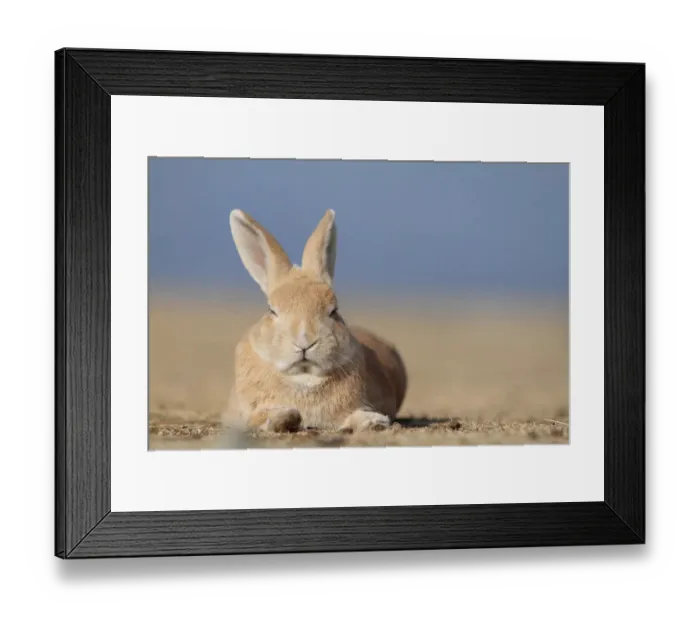 Framed Print : Feral domestic rabbit (Oryctolagus cuniculus) resting, Okunojima Island, also known Framed Print : Feral domestic rabbit (Oryctolagus cuniculus) resting, Okunojima Island, also known