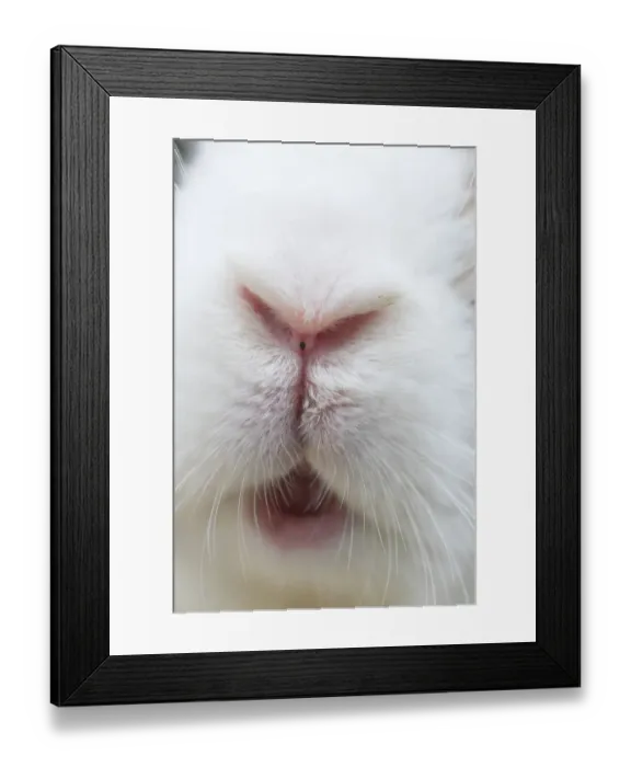 Framed Print : Feral domestic rabbit (Oryctolagus cuniculus) close up of nose and mouth, Okunojima Island Framed Print : Feral domestic rabbit (Oryctolagus cuniculus) close up of nose and mouth, Okunojima Island