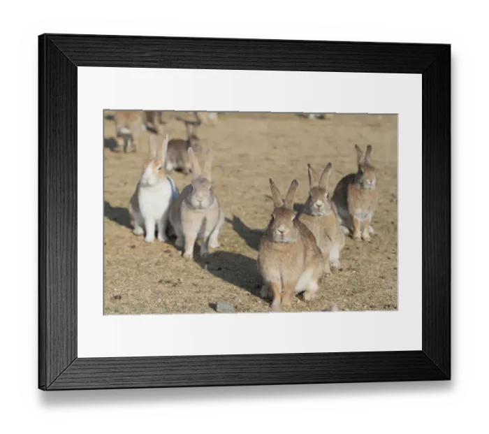 Framed Print : Feral domestic rabbit (Oryctolagus cuniculus) group looking at camera, Okunojima Island Framed Print : Feral domestic rabbit (Oryctolagus cuniculus) group looking at camera, Okunojima Island