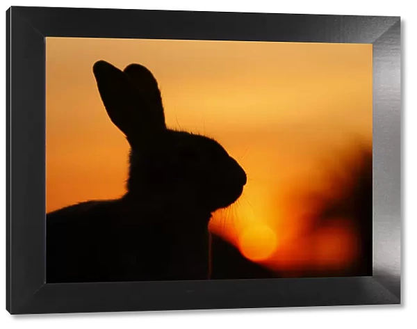 Feral domestic rabbit (Oryctolagus cuniculus) silhouetted at sunset, Okunojima Island