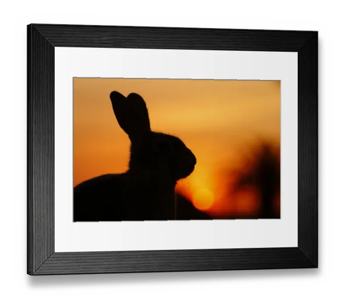 Framed Print : Feral domestic rabbit (Oryctolagus cuniculus) silhouetted at sunset, Okunojima Island Framed Print : Feral domestic rabbit (Oryctolagus cuniculus) silhouetted at sunset, Okunojima Island