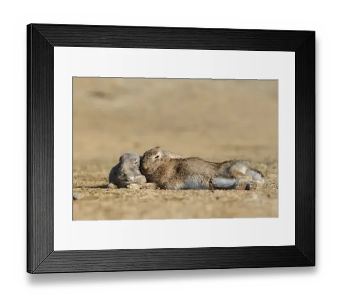 Framed Print : Feral domestic rabbit (Oryctolagus cuniculus) bonded pair sleeping, Okunojima Island Framed Print : Feral domestic rabbit (Oryctolagus cuniculus) bonded pair sleeping, Okunojima Island