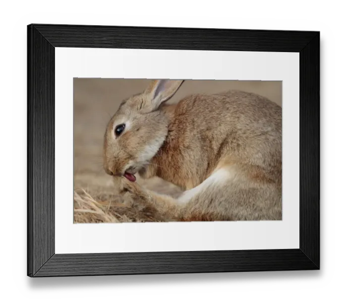 Framed Print : Rabbit grooming toes, Okunoshima Rabbit Island, Takehara, Hiroshima, Japan Framed Print : Rabbit grooming toes, Okunoshima Rabbit Island, Takehara, Hiroshima, Japan