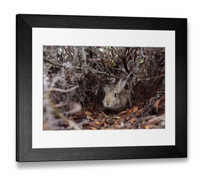 Framed Print : Rabbit walking through pathway through bushes, Okunoshima Rabbit Island Framed Print : Rabbit walking through pathway through bushes, Okunoshima Rabbit Island