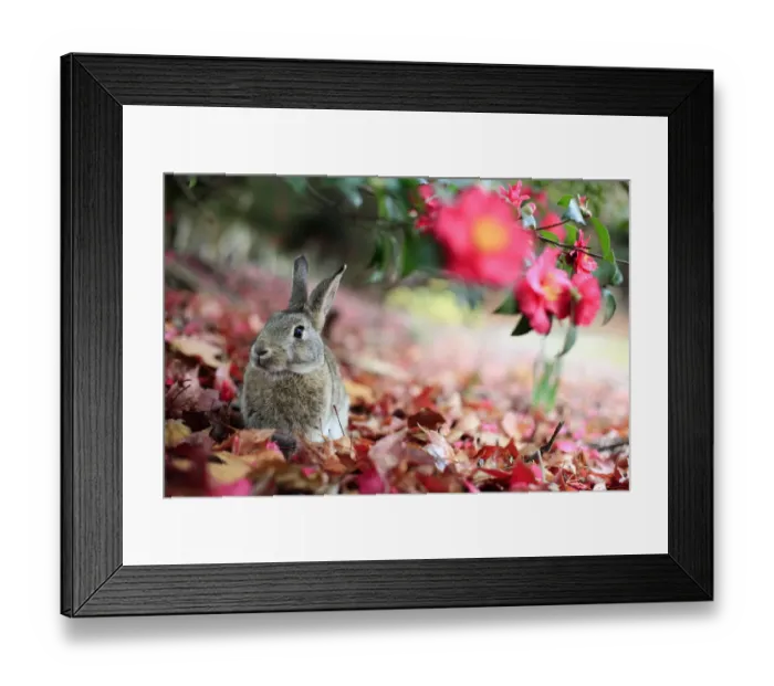 Framed Print : Rabbit sitting alert under flower, Okunoshima Rabbit Island, Takehara, Hiroshima