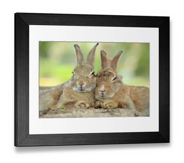 Framed Print : Rabbits resting with alert ears, Okunoshima Rabbit Island, Takehara, Hiroshima, Japan Framed Print : Rabbits resting with alert ears, Okunoshima Rabbit Island, Takehara, Hiroshima, Japan