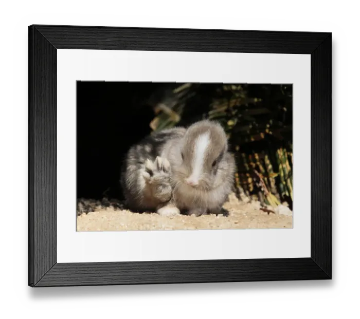 Framed Print : Baby rabbit with back paw raised, Okunoshima Rabbit Island, Takehara, Hiroshima Framed Print : Baby rabbit with back paw raised, Okunoshima Rabbit Island, Takehara, Hiroshima