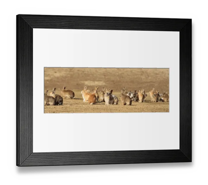Framed Print : Group of alert adult rabbits, Okunoshima Rabbit island, Takehara, Hiroshima Framed Print : Group of alert adult rabbits, Okunoshima Rabbit island, Takehara, Hiroshima