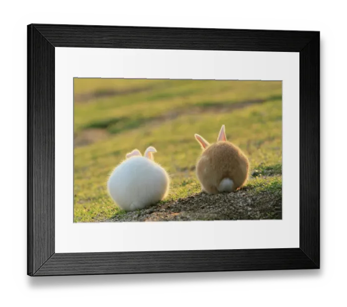 Framed Print : Feral domestic rabbit (Oryctolagus cuniculus) view from behind, Okunojima Island, also known as Rabbit Island, Hiroshima, Japan, May Framed Print : Feral domestic rabbit (Oryctolagus cuniculus) view from behind, Okunojima Island, also known as Rabbit Island, Hiroshima, Japan, May
