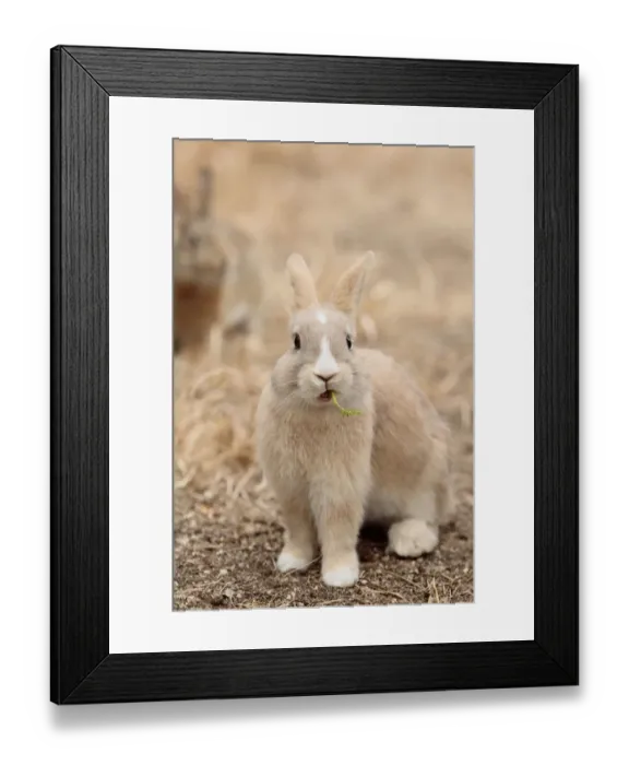Framed Print : Feral domestic rabbit (Oryctolagus cuniculus) eating a leaf, Okunojima Island, also Framed Print : Feral domestic rabbit (Oryctolagus cuniculus) eating a leaf, Okunojima Island, also