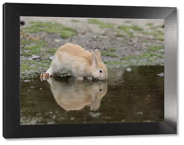 Feral domestic rabbit (Oryctolagus cuniculus) juvenile drinking water, Okunojima Island