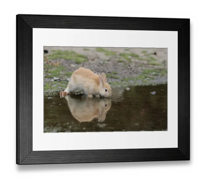 Framed Print : Feral domestic rabbit (Oryctolagus cuniculus) juvenile drinking water, Okunojima Island Framed Print : Feral domestic rabbit (Oryctolagus cuniculus) juvenile drinking water, Okunojima Island