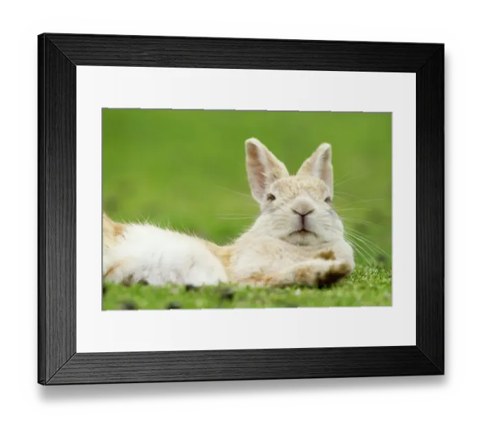 Framed Print : Rabbit resting with alert ears, Okunoshima Rabbit Island, Takehara, Hiroshima, Japan Framed Print : Rabbit resting with alert ears, Okunoshima Rabbit Island, Takehara, Hiroshima, Japan