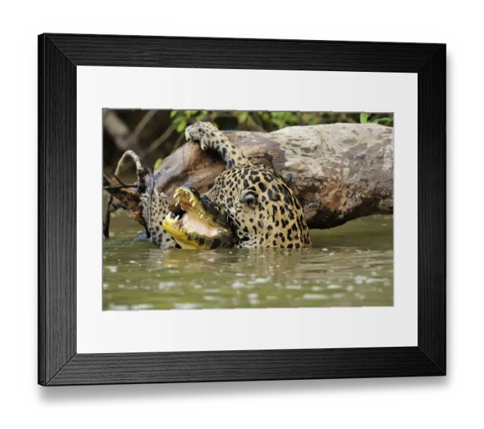 Framed Print : Jaguar (Panthera onca) killing Spectacled caiman (Caiman crocodilus) in Piquiri River Framed Print : Jaguar (Panthera onca) killing Spectacled caiman (Caiman crocodilus) in Piquiri River
