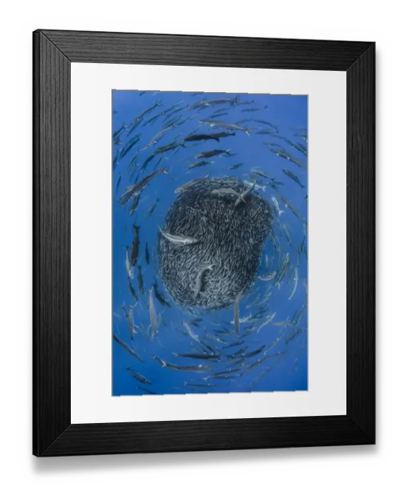 Framed Print : European barracuda (Sphyraena sphyraena) and Bluefish (Pomatomus saltatrix) circling Framed Print : European barracuda (Sphyraena sphyraena) and Bluefish (Pomatomus saltatrix) circling